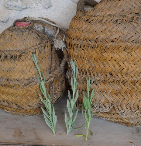 Propagating lavender and enjoying one of the best dry landscaping plants at your disposal